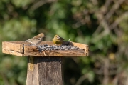 Femella de Pinsà comú (Fringilla coelebs) Mascle de Verdum (Carduelis chloris)