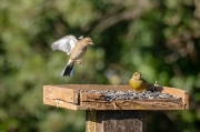 Femella de Pinsà comú (Fringilla coelebs) Mascle de Verdum (Carduelis chloris)