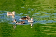 Ànec collverd (Anas platyrhynchos)