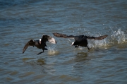 Fotjes  (Fulica atra)