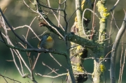 Rossinyol del Japó (Leiothrix lutea)