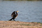 Corb marí (Phalacrocorax carbo)