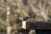 Rossinyol del Japó (Leiothrix lutea)