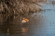 Blauet (Alcedo atthis)