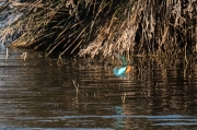 Blauet (Alcedo atthis)