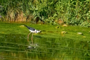 Cames llargues (Himantopus himantopus)