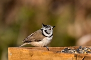 Mallerenga emplomallada (Parus cristatus)