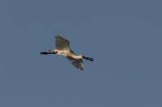 Bec planer ( Platalea leucorodia )