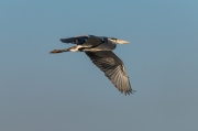 Bernat pescaire (Ardea cinerea)