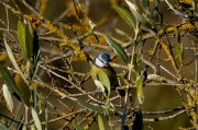 Mallerenga blava (Parus caeruleus)