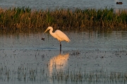 Agró blanc ( Ardea alba )