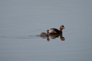 Cabusset (Tachybaptus ruficollis)