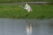 Agró blanc (Ardea alba)