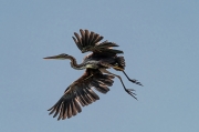 Agró roig (Ardea purpurea)