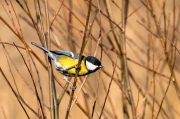 Mallerenga carbonera (Parus major)