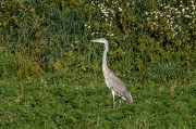 Bernat pescaire (Ardea cinerea)