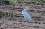 Esplugabous (Bubulcus ibis)