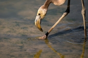 Flamenc jove (Phoenicopterus ruber)