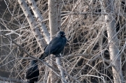 Gralla (Corvus monedula)