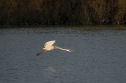 Agró blanc ( Ardea alba )