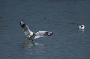 Gavina vulgar (Larus ridibundus)