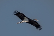 Cigonya negra (Ciconia nigra)