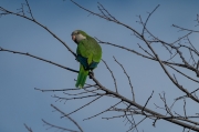 Cotorra Argentina (Myiopsitta monachus)