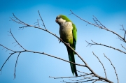 Cotorra Argentina (Myiopsitta monachus)