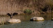 Corb marí (Phalacrocorax carbo) i Polla d'aigua (Gallinula chloropus)