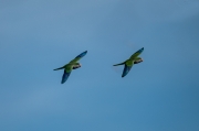 Cotorra Argentina (Myiopsitta monachus)