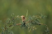 Trist (Cisticola juncidis)