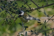 Mallerenga carbonera (Parus major)