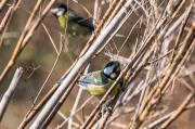 Mallerenga carbonera (Parus major)