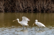 Bec Planer (Platalea leucorodia)