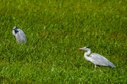 Bernat pescaire (Ardea cinerea)