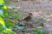 Tord comú (Turdus philomelos)