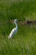 Martinet blanc (Egretta garzetta).