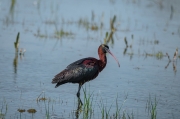 Capó reial (Plegadis falcinellus).