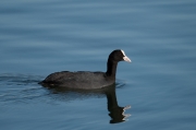 Fotja (Fulica atra)