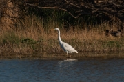 Agró blanc (Ardea alba)