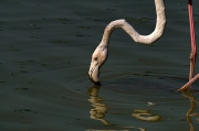 Flamenc  (Phoenicopterus ruber)