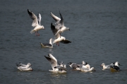 Gavina vulgar (Larus ridibundus)