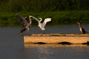 Agró blanc ( Ardea alba  Bernat pescaire ( Ardea cinerea )