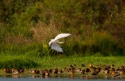 Bec planer ( Platalea leucorodia )