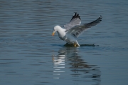 Gavià argentat (Larus michahellis)