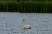 Cigne mut (Cygnus olor)