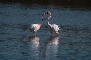 Flamenc (Phoenicopterus ruber)