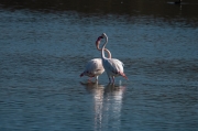 Flamenc (Phoenicopterus ruber)