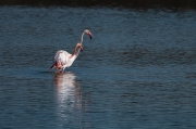 Flamenc (Phoenicopterus ruber)