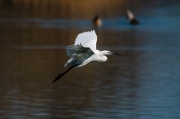 Martinet blanc (Egretta garzetta)